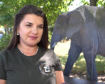 Populacja słoni afrykańskich kurczy się z roku na rok. Ich przyszłość zależy od ochrony w naturze i działań ogrodów zoologicznych